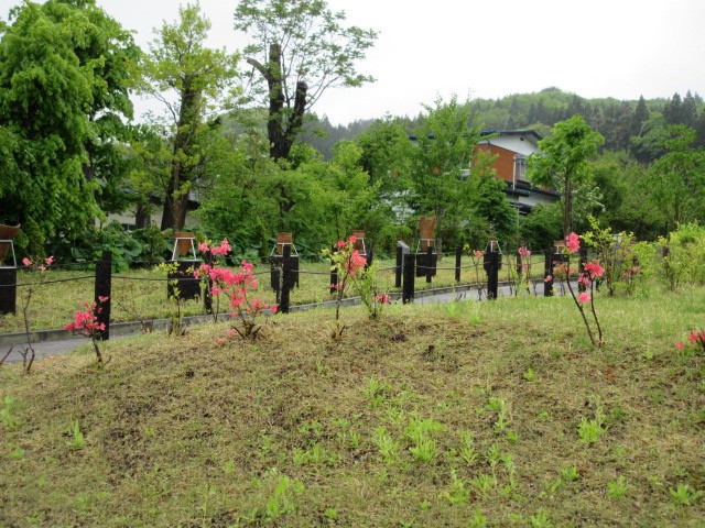 花も咲いて