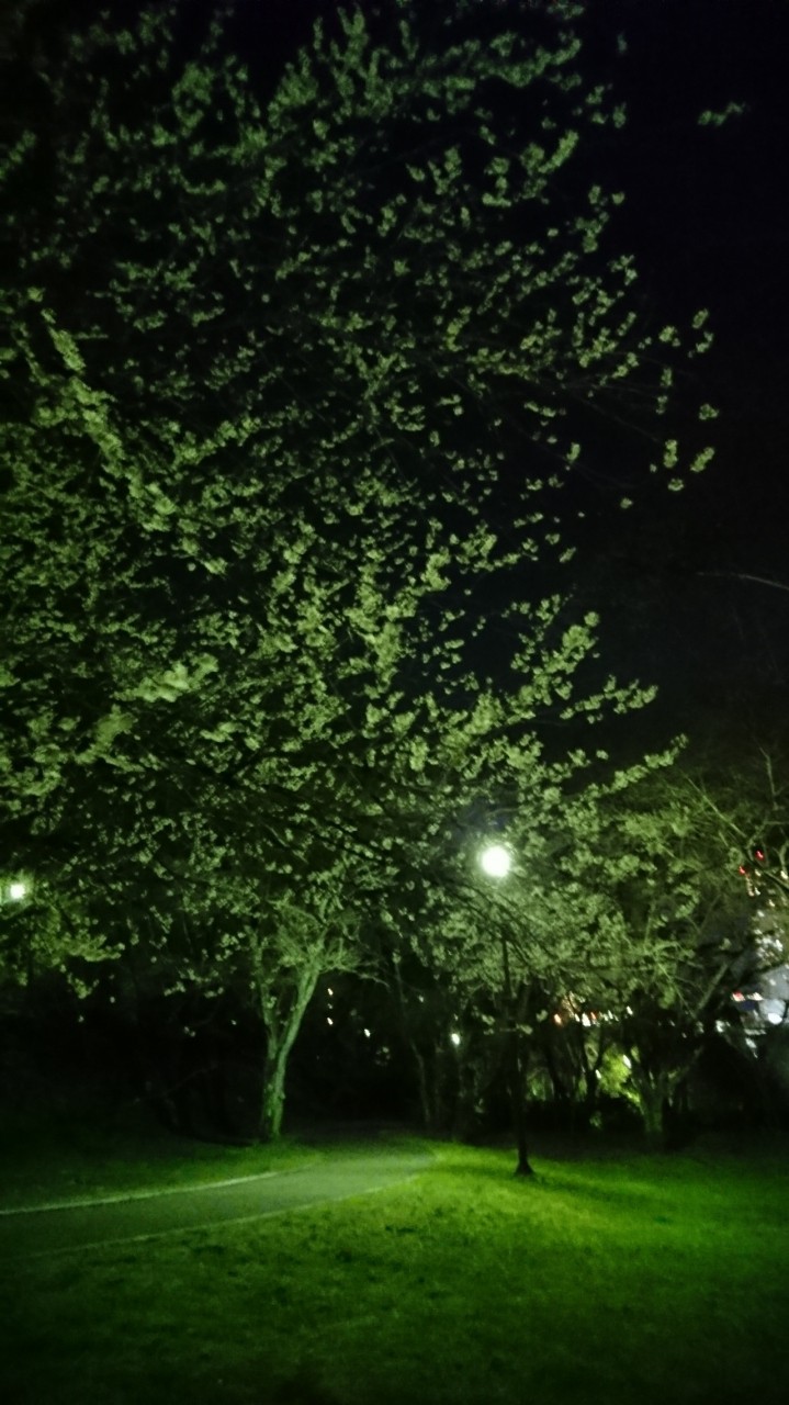 見事な夜桜