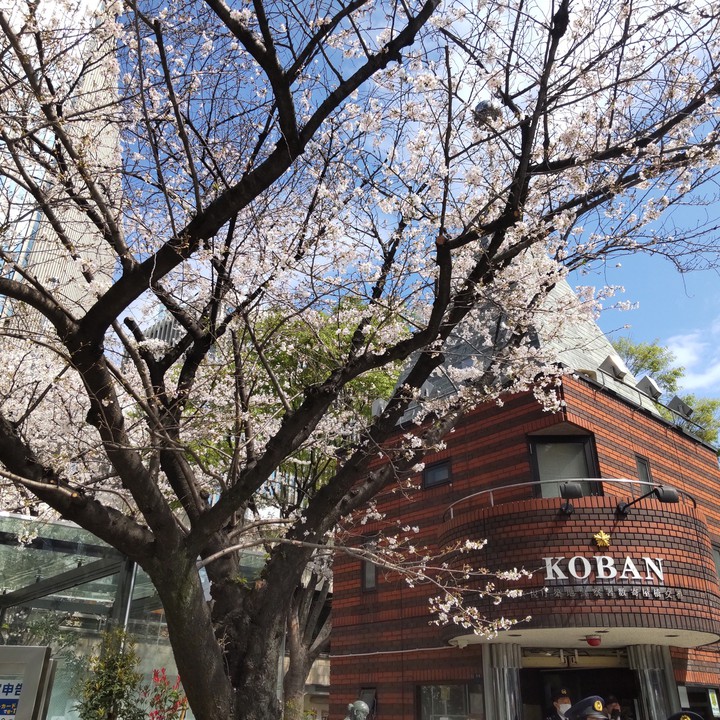 交番の桜！