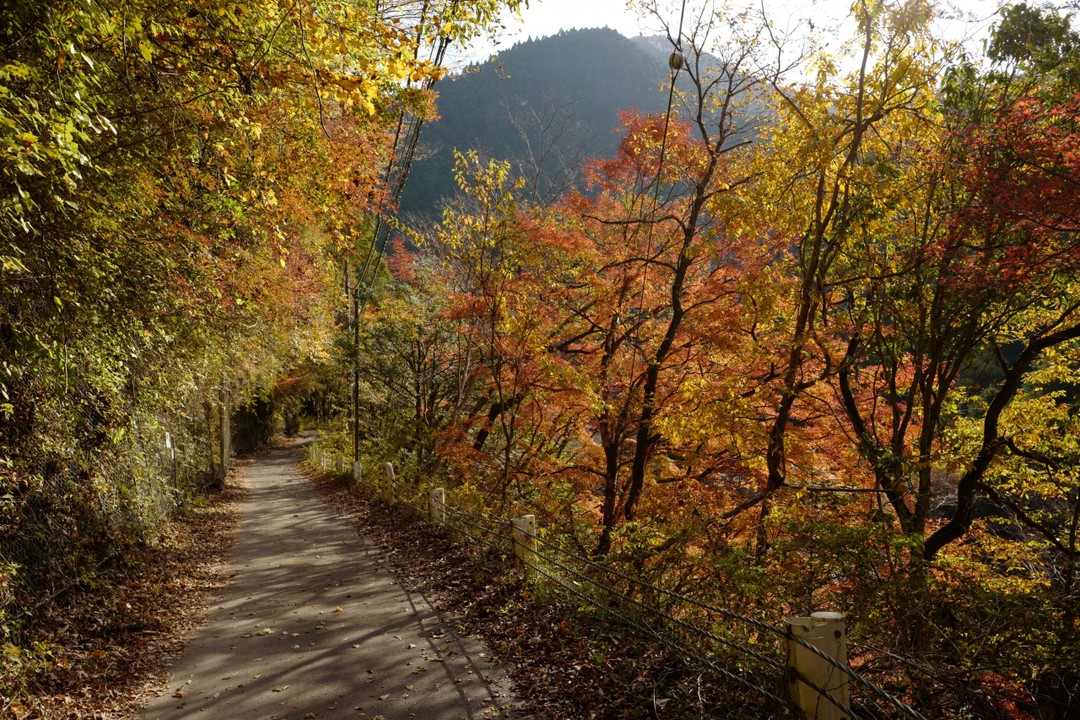 どこまでも続く紅葉のトンネルに、癒されます。