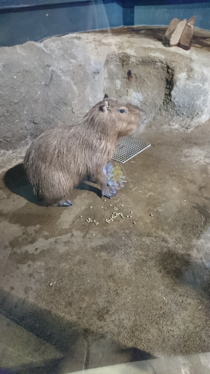カピパラ