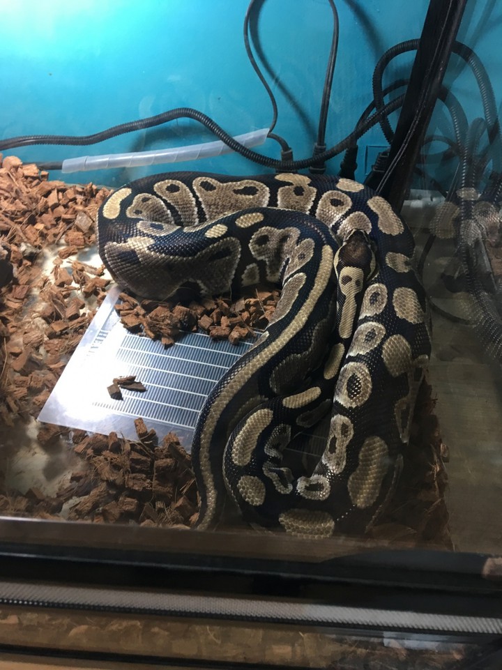 ヘビ