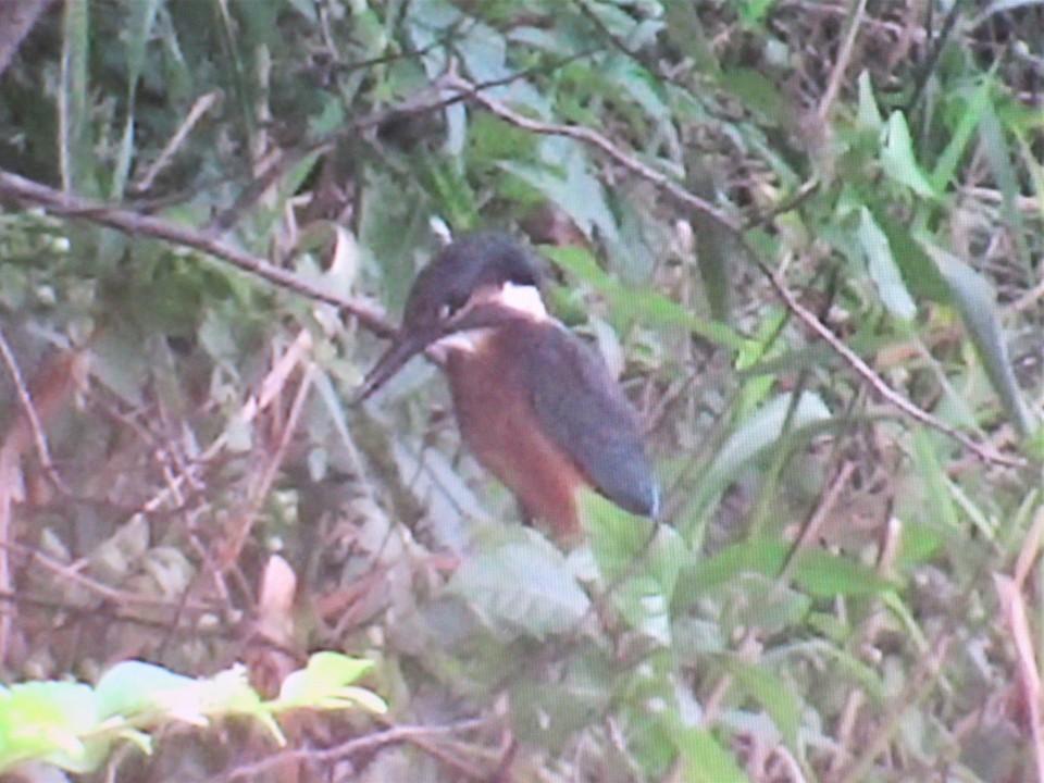 カワセミの幼鳥