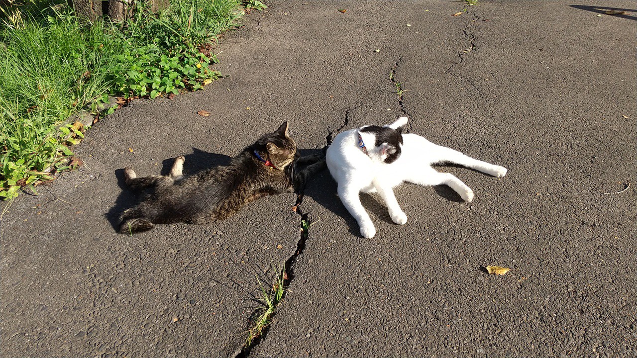 ノラネコがたくさんいました