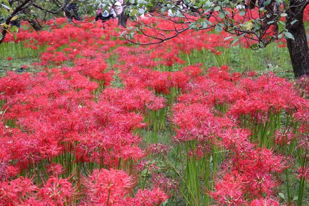 彼岸花