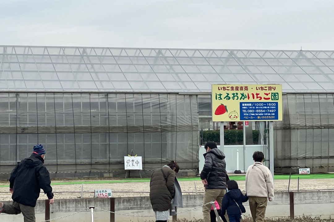 ビニールハウス内で天気に関係なくいちご狩りが出来ます。