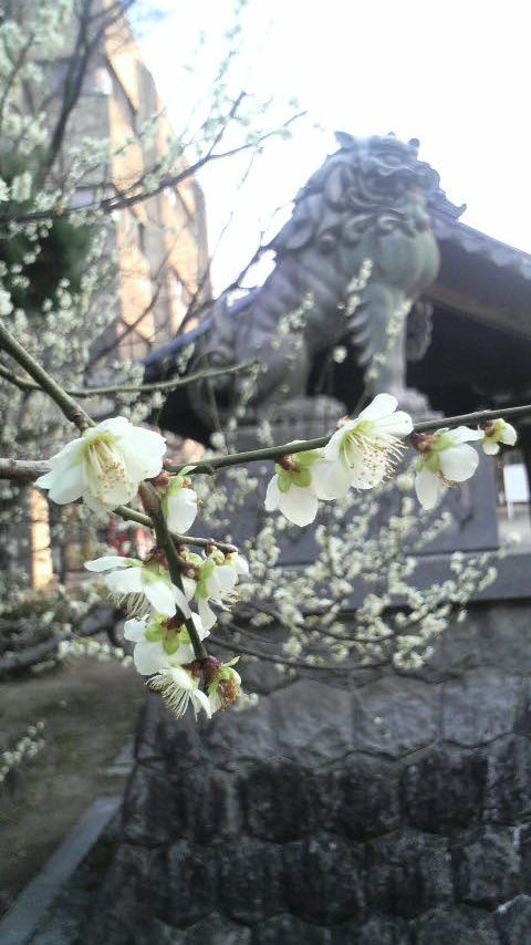 春先で梅の木が綺麗でした