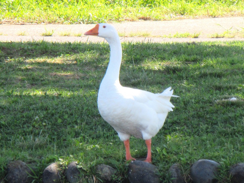 白い羽が綺麗なガチョウ