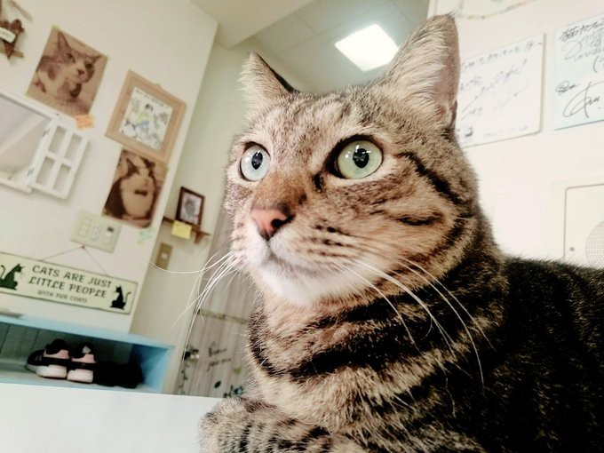 かわいい猫の画像。