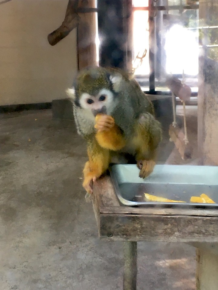 コモンリスザル