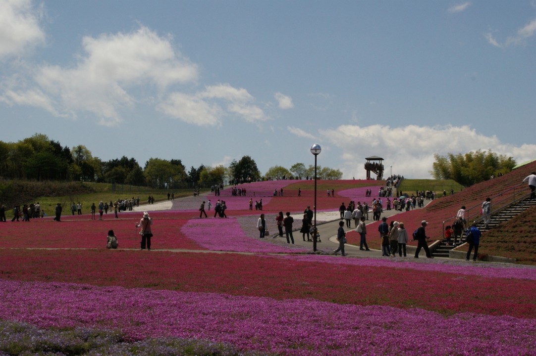 芝桜