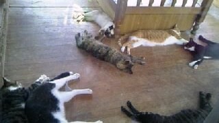 暑さでバテ気味の猫達