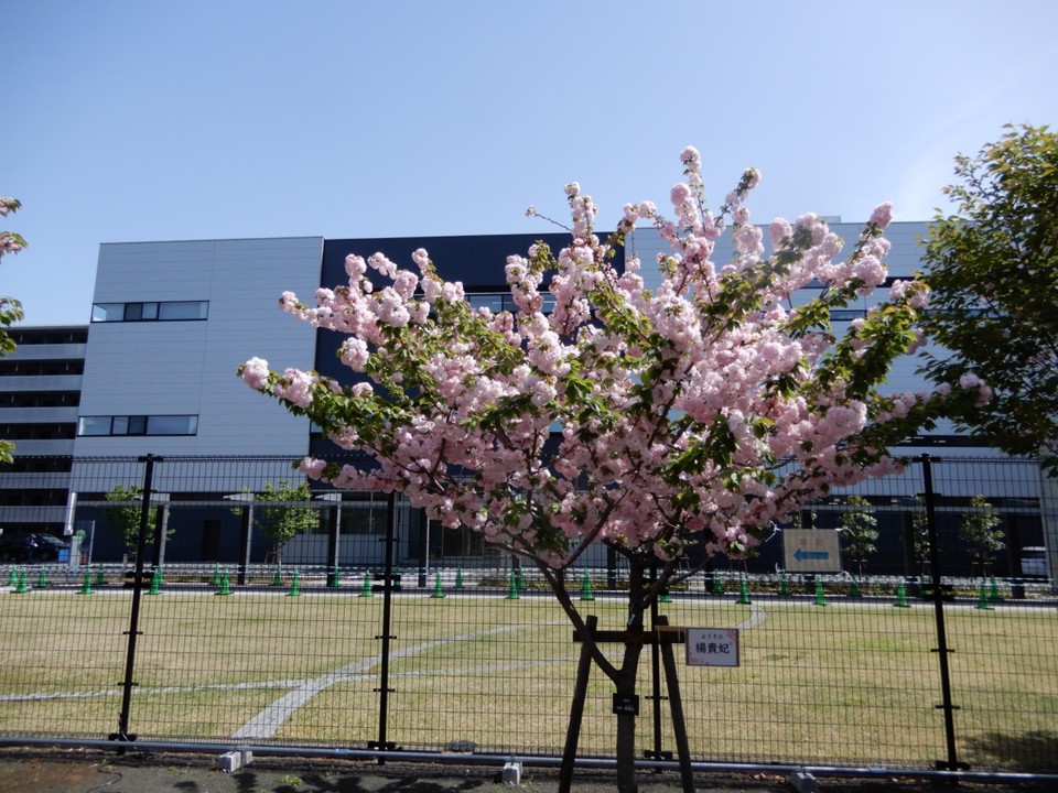 楊貴妃 奈良地方の桜