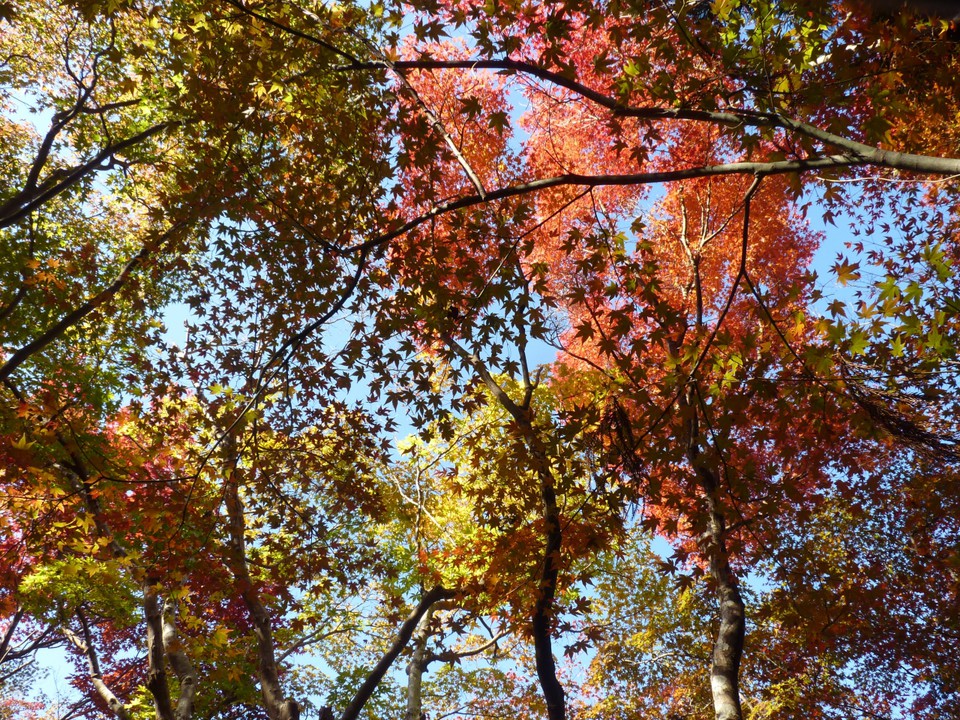 紅葉真っ盛り