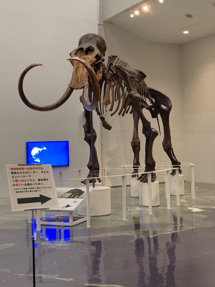 入口にはマンモスゾウやナウマンゾウもお出迎え。