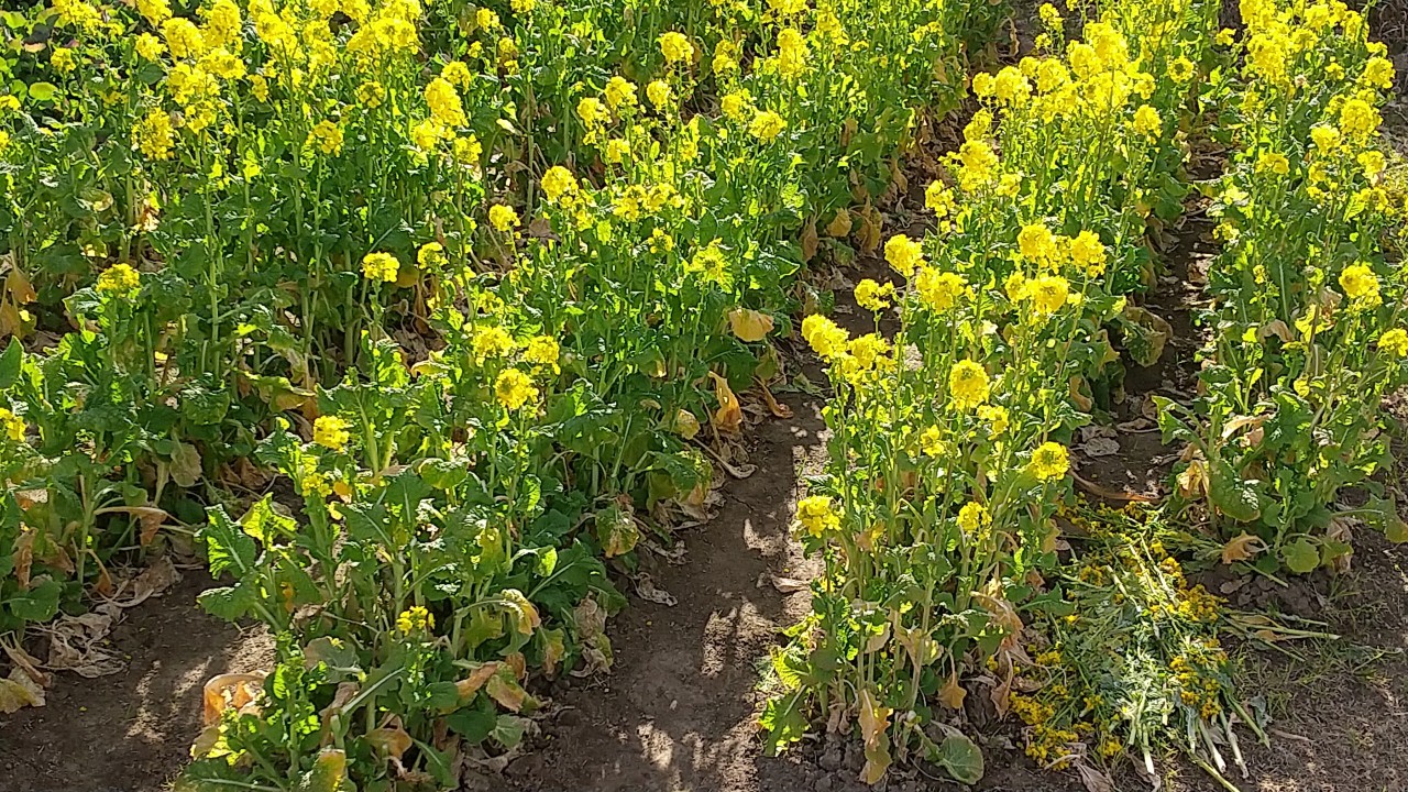 赤や黄色のお花がいっぱい