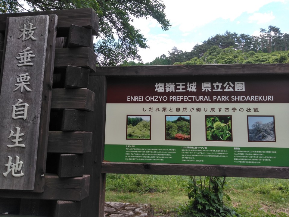 「しだれ栗自生地」の説明です。