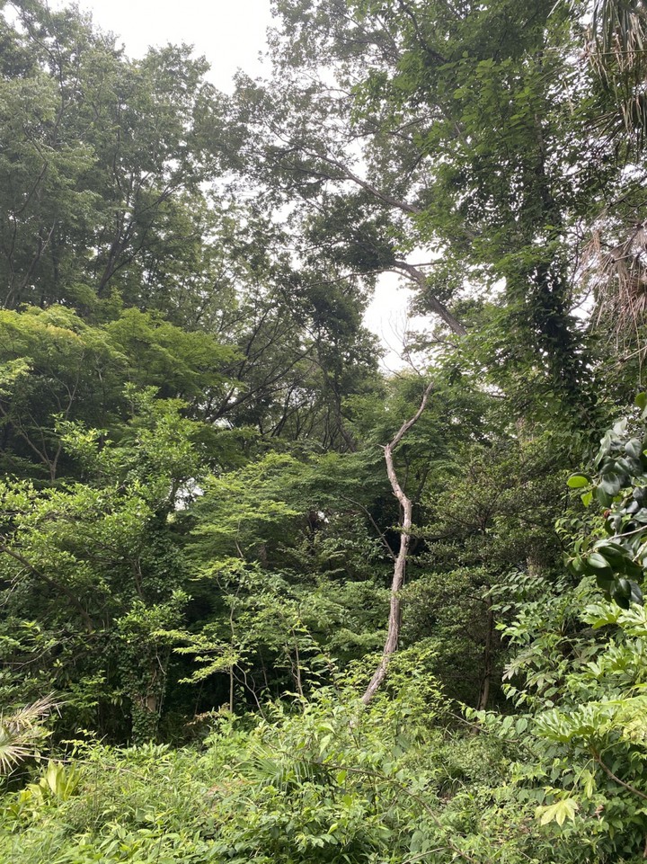 森林浴を楽しむ