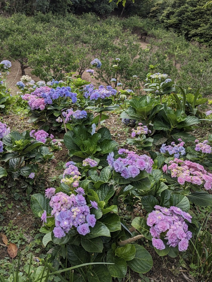 よへなあじさい園にて。