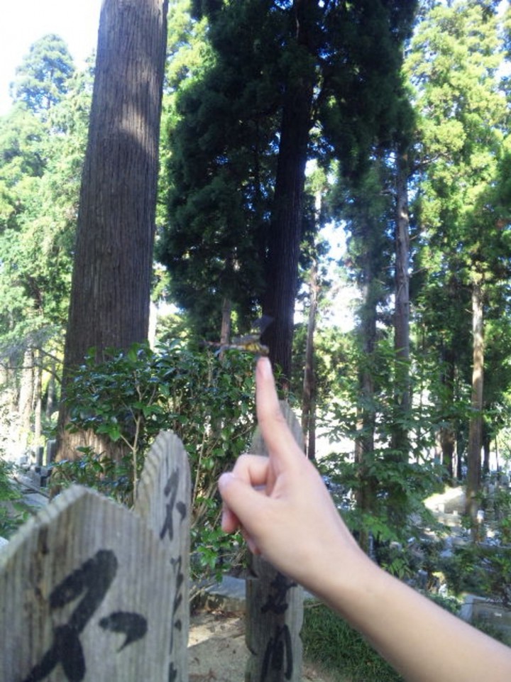夏はたくさんのトンボが寄ってきます