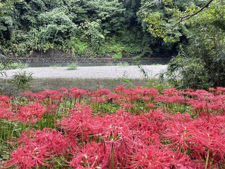 巾着田の曼珠沙華と高麗川