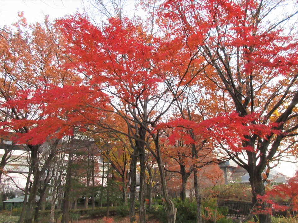 秋の紅葉も綺麗でした
