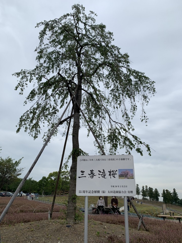 三春滝桜