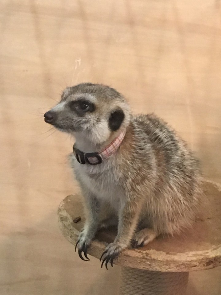 ミーアキャット