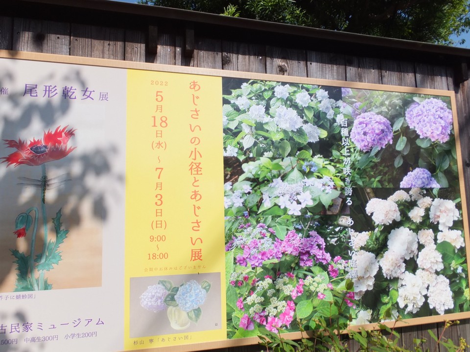 紫陽花案内