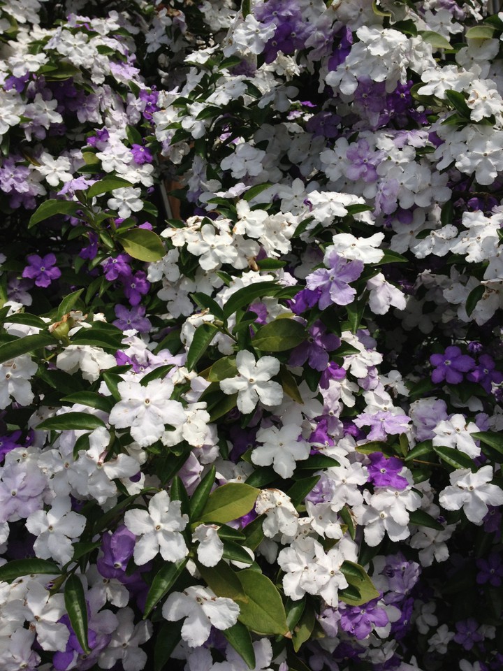境内の木花