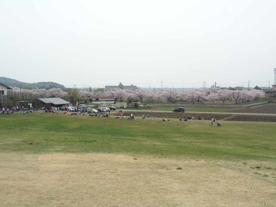 復元施設から芝生広場側。大池公園の桜も綺麗です。