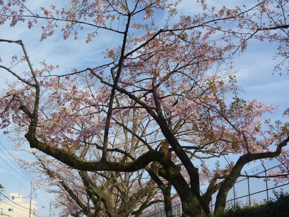 富士森公園の桜