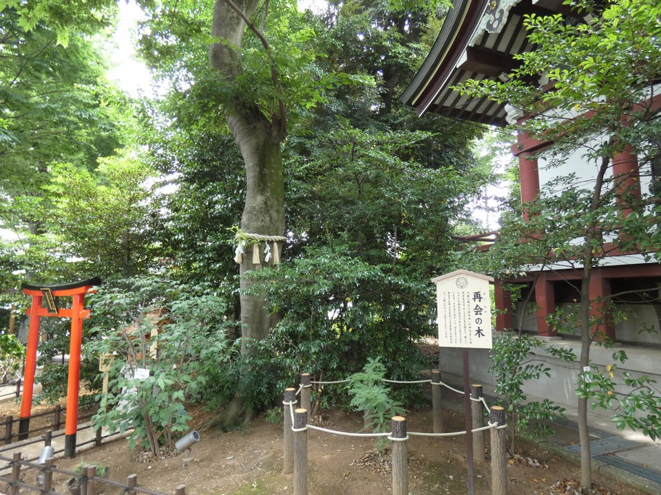 川越八幡宮再会の木