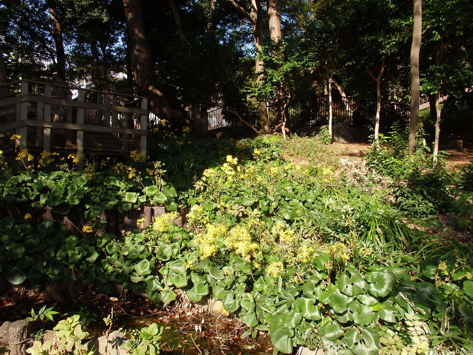 上野毛自然公園のツワブキ
