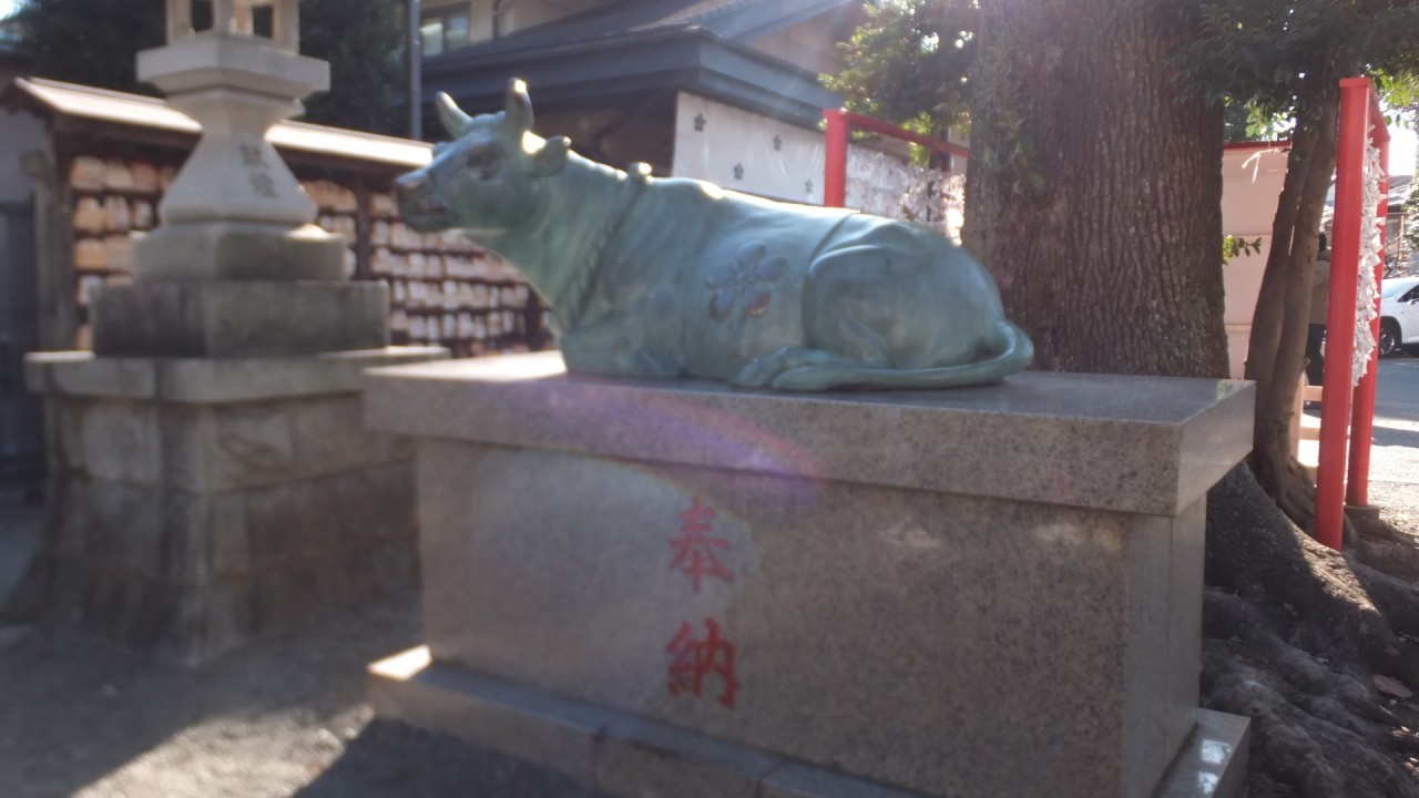 牛