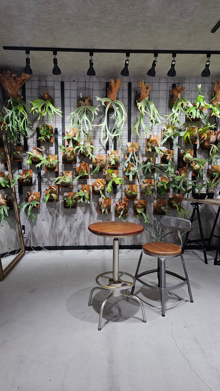 PLANTS GARAGE Bizarre Plants Shop Produced by artPLANTs