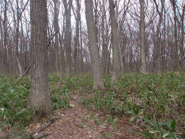 コナラの純林の様子