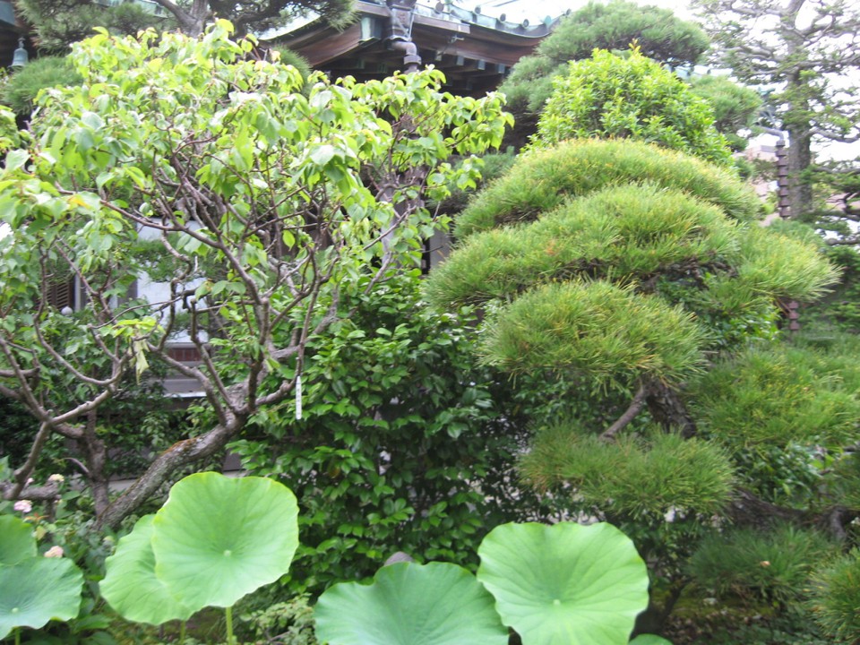 緑