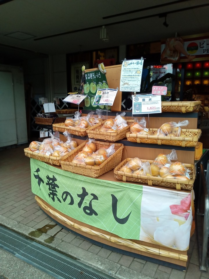 千葉の梨