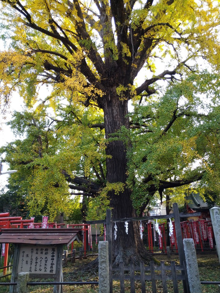 雑司ヶ谷鬼子母神のイチョウ（鬼子母神・飛地境内）