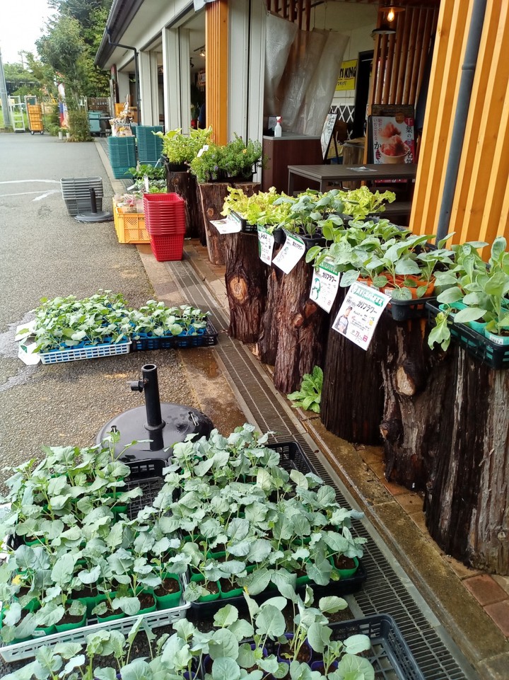 野菜の苗なども販売
