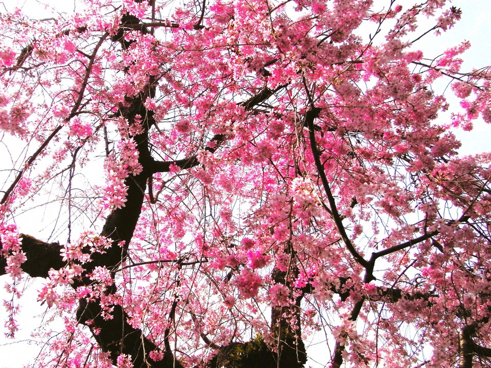 枝垂れ桜が見頃！
