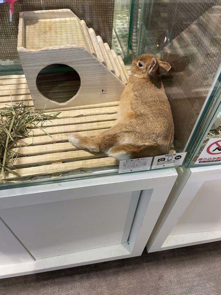 うさぎ