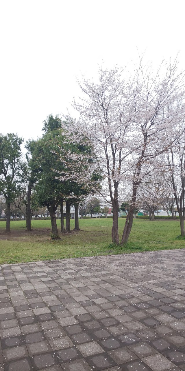 桜が綺麗です。