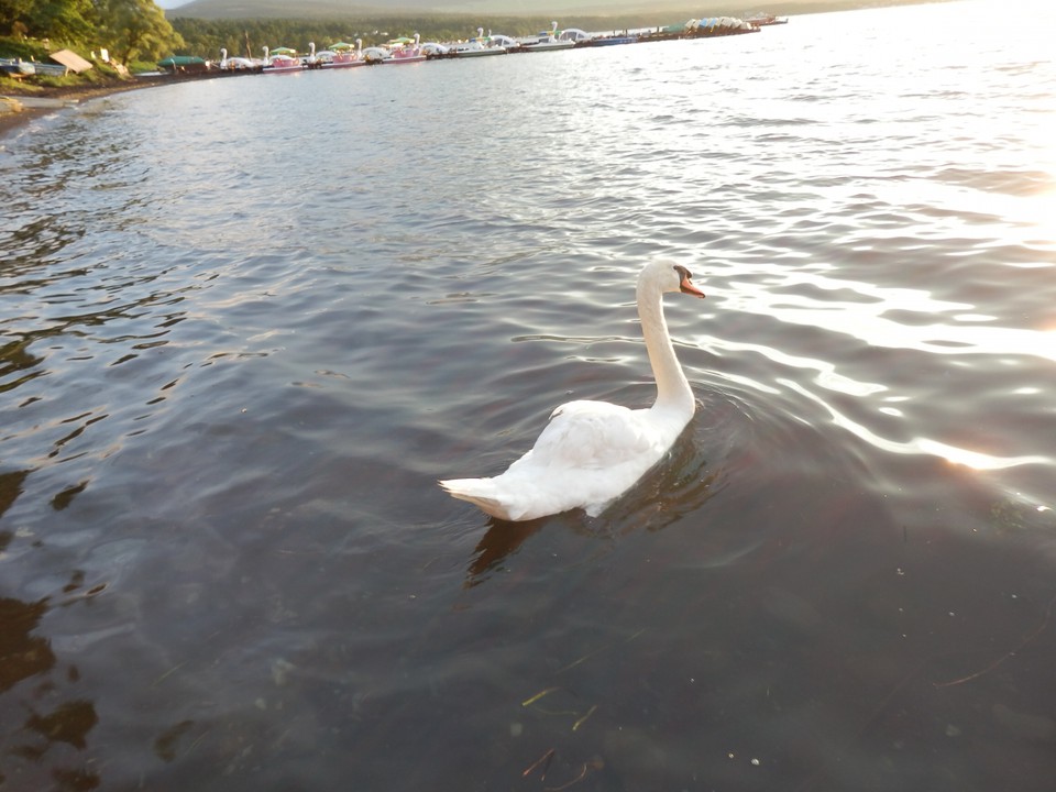 白鳥がいました