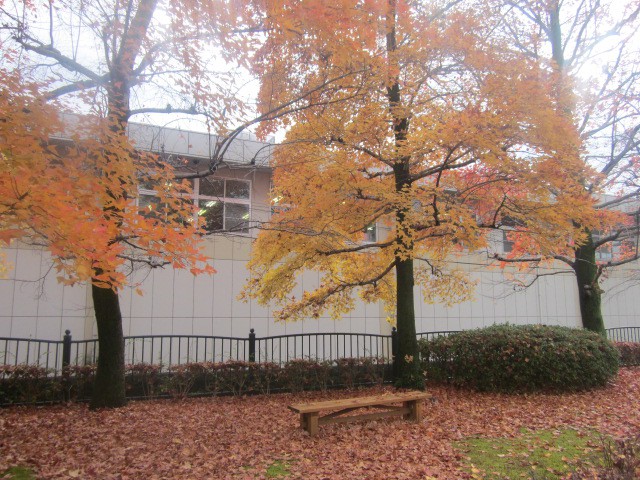 色づいた木々の様子