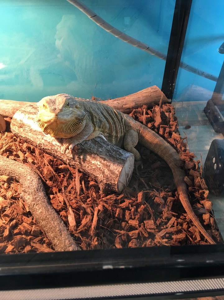 フトアゴヒゲトカゲ