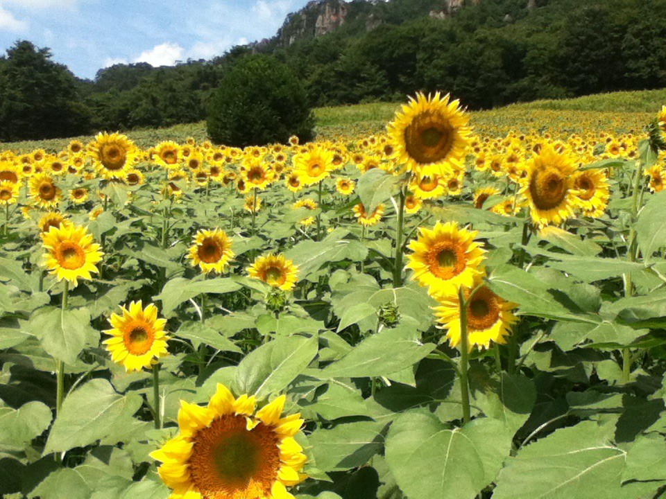 一面ひまわりばたけ