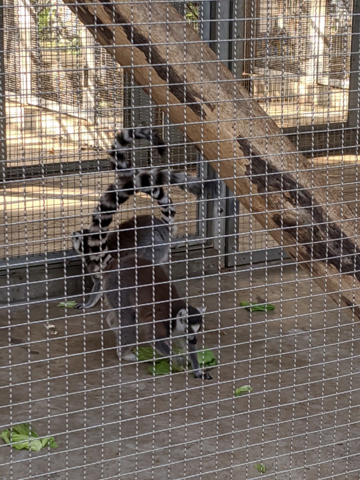 ワオキツネザル