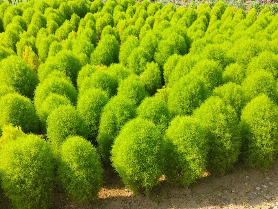 庭園は広い。